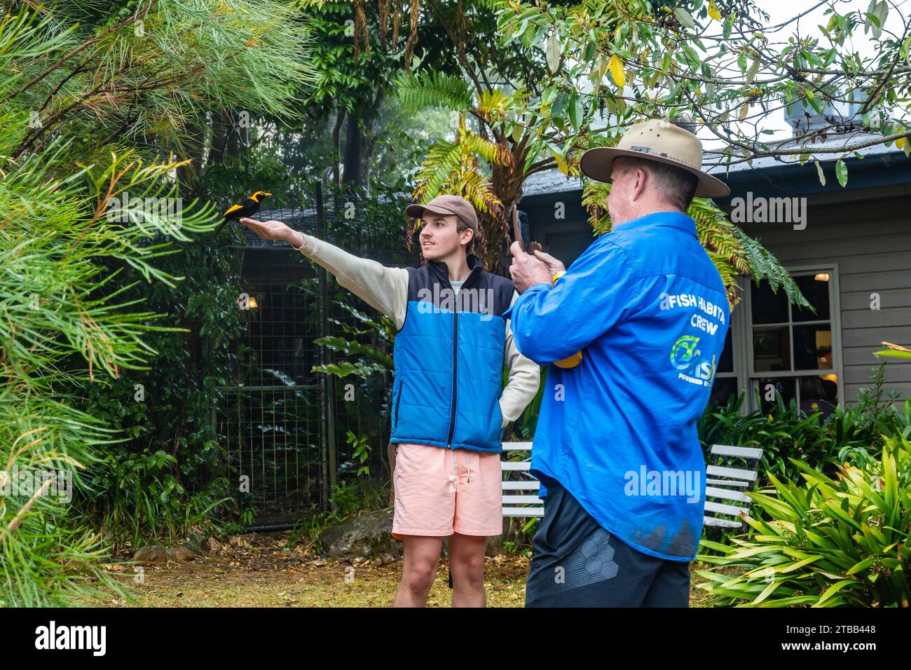 Ein Mann fotografiert einen jungen Mann, der einen Regent Bowerbird (Sericulus chrysocephalus) an seiner Hand füttert. O'Reilly's Rainforest Retreat, Queensland, Australien. Stockfoto