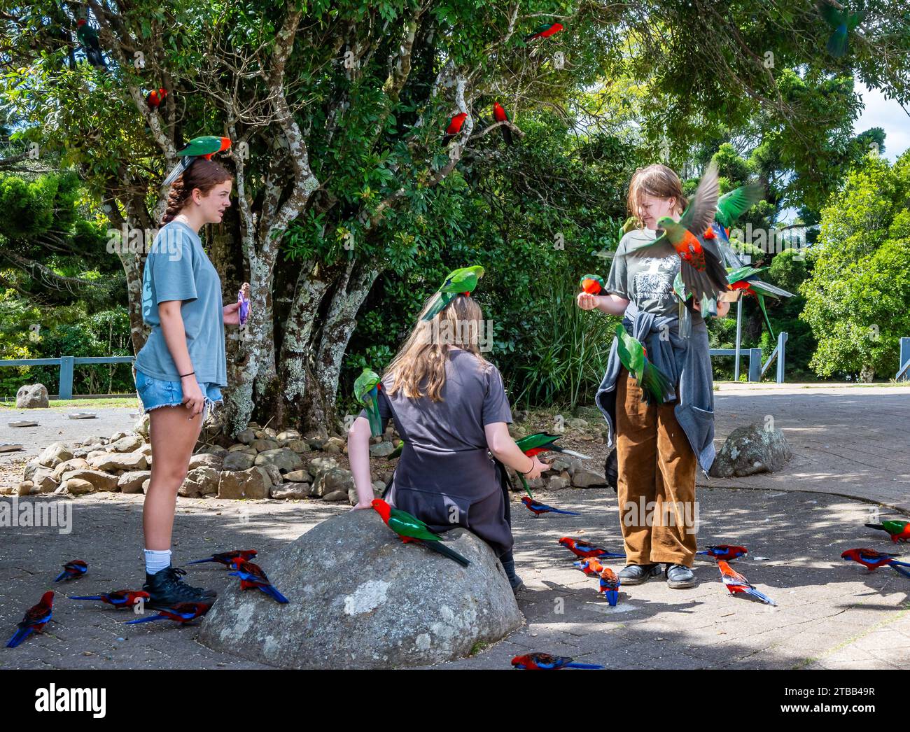 Drei junge Mädchen genießen die Interaktion mit wilden Vögeln. O'Reilly's Rainforest Retreat, Queensland, Australien. Stockfoto