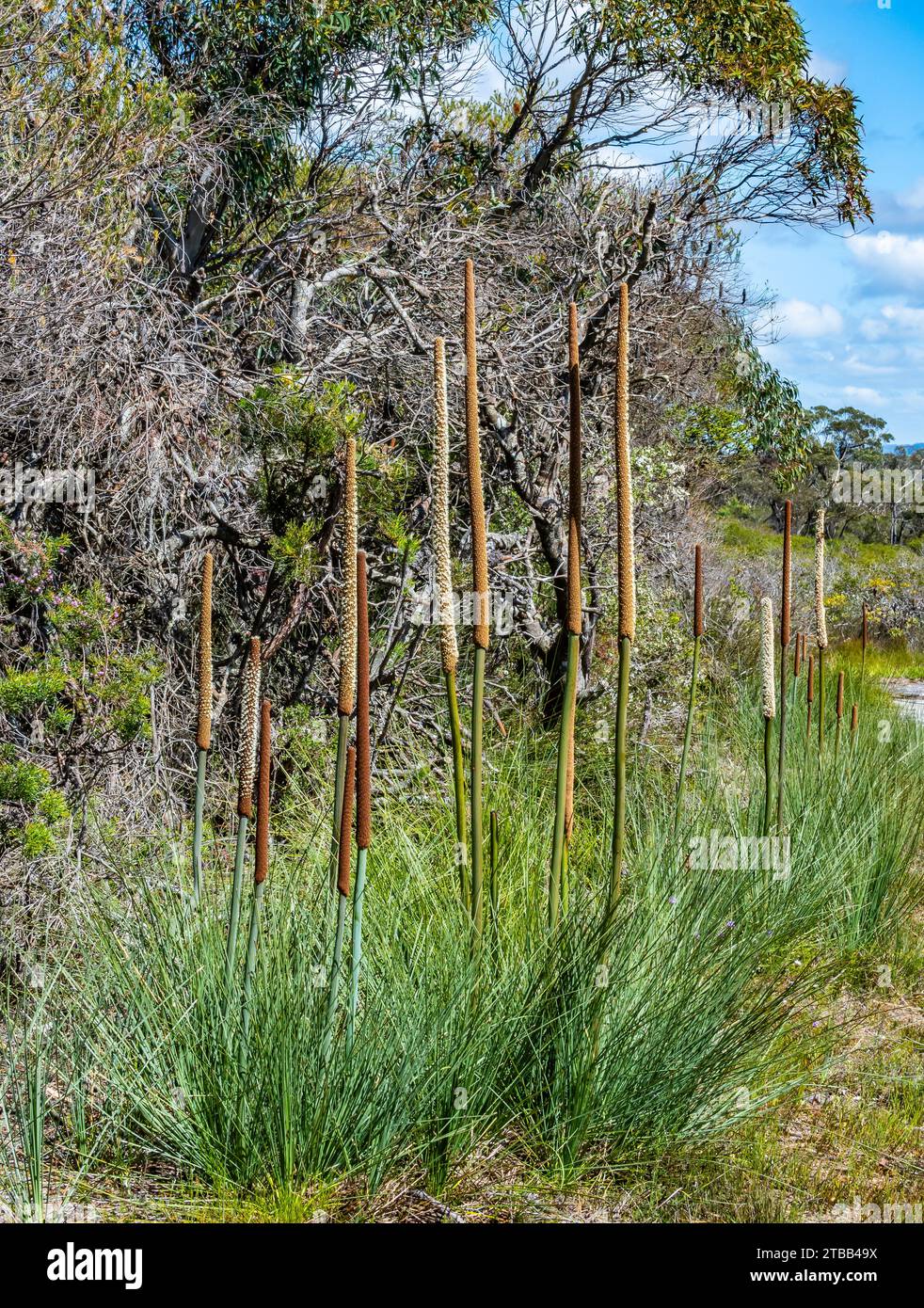 Blütenstamm von Grasbäumen (Xanthorrhoea Media). New South Wales, Australien. Stockfoto