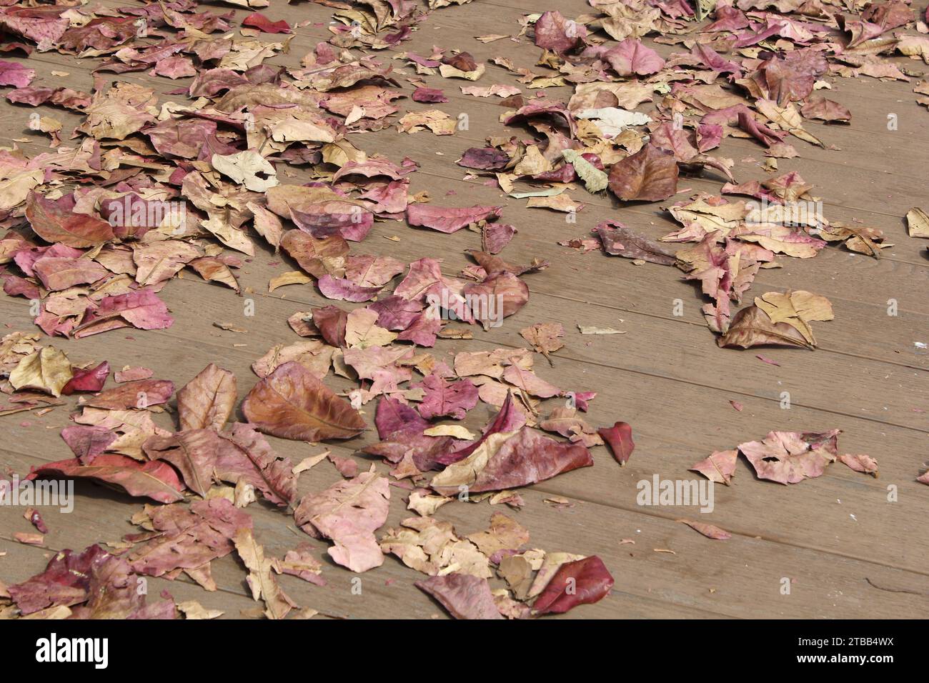 Getrocknete Herbstblätter liegen auf einem Holzsteg Stockfoto