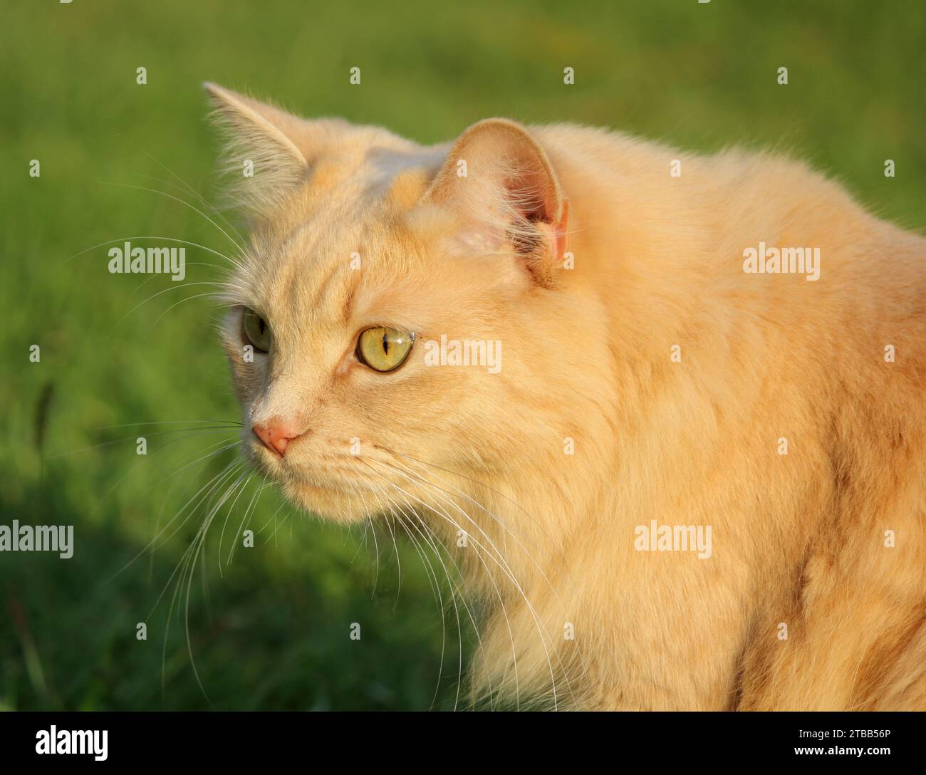 Süße und niedliche Ingwer Tabby Katze, die auf dem grünen Gras sitzt Stockfoto