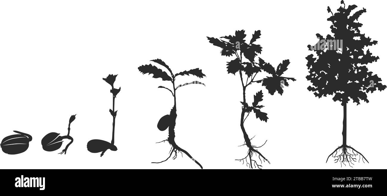 Lebenszyklus der Eichenbaumsilhouette, Zyklus der Baumsilhouette, Lebenszyklus des Eichenvektors, Lebenszyklus des Olk Samens, Zyklus des Baumes, wachsende Eichenklipart Stock Vektor