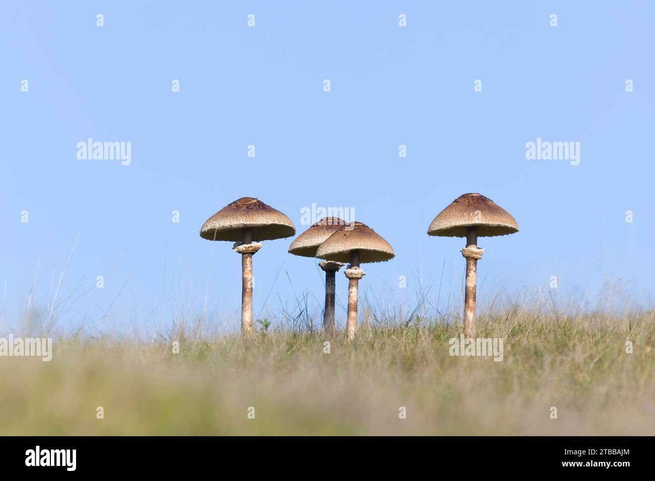 Sonnenschirmpilz sp. 4 Fruchtkörper im Grünland, Minsmere RSPB Naturschutzgebiet, Suffolk, England, November Stockfoto