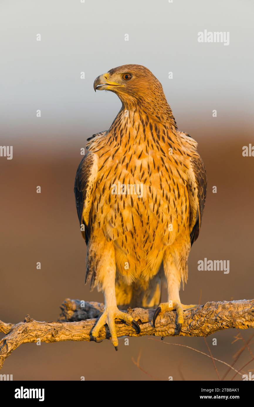 Bonellis Adler Aquila fasciata, Erwachsener auf dem Ast, Toledo, Spanien, November Stockfoto