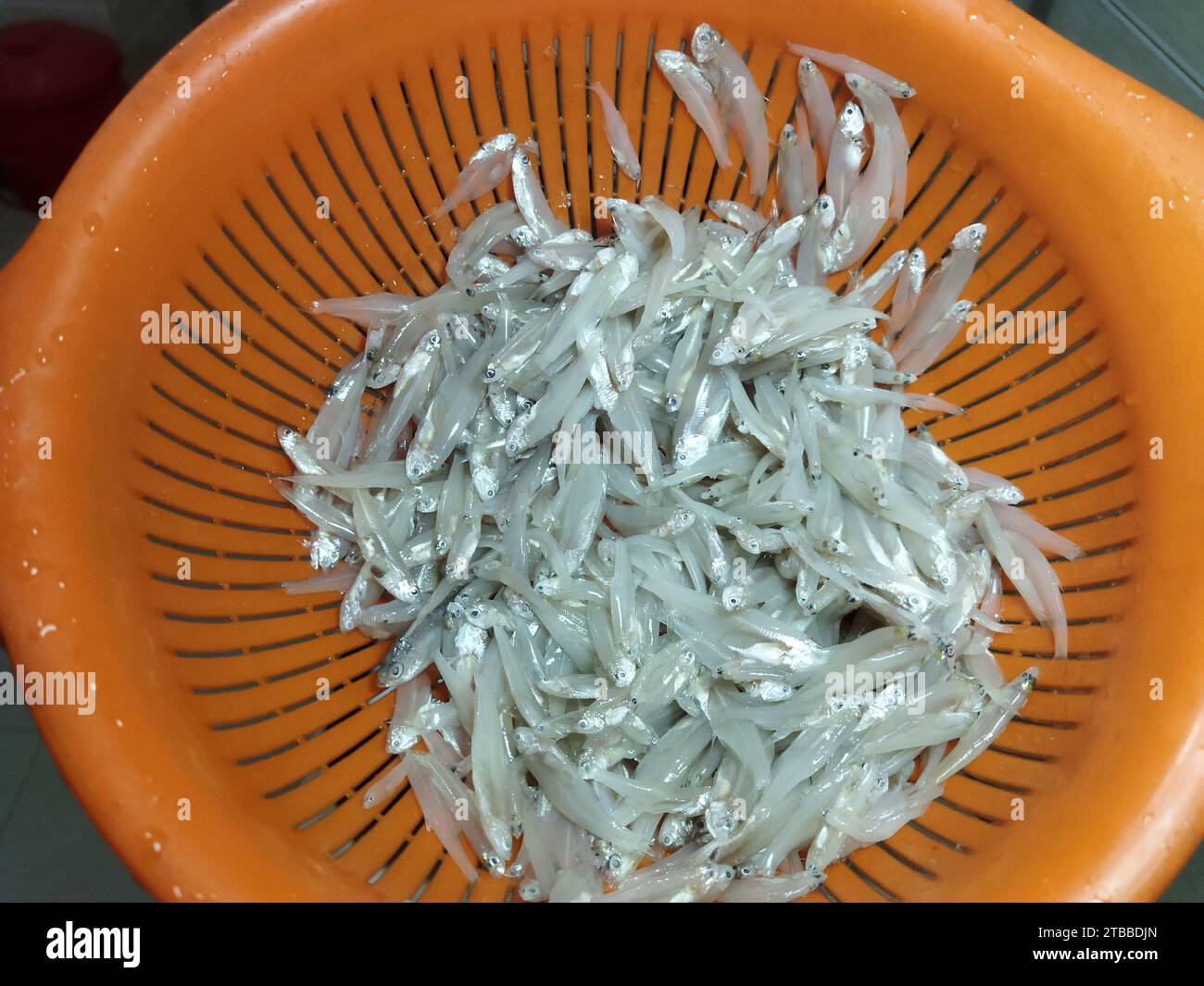 Kleine einheimische Fische aus Bangladesch Stockfoto