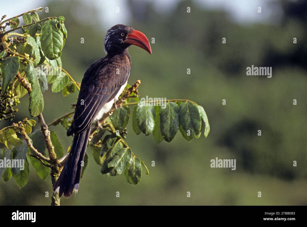 Gekrönter Nashornschnabel Stockfoto