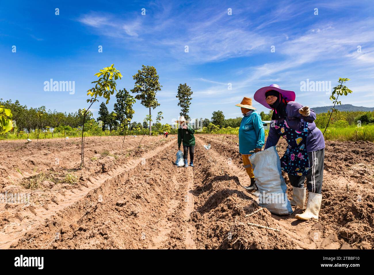 Maniokafeld, Pflanzarbeiten, Bezirk Song Dao, Sakon Nakhon, Isan, Thailand, Südostasien, Asien Stockfoto
