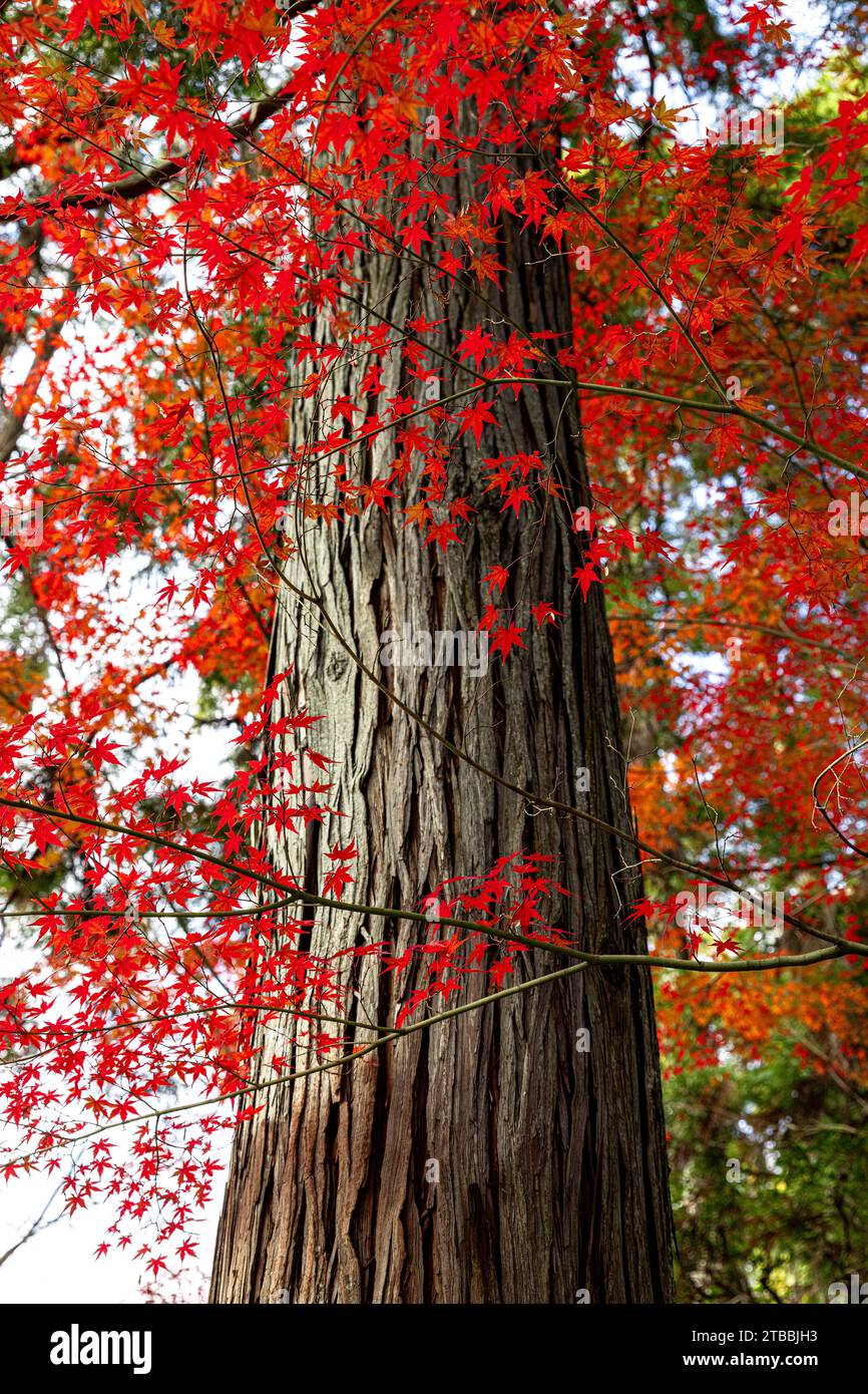 Rote japanische Ahornblätter und Baumstamm Hintergrund Stockfoto