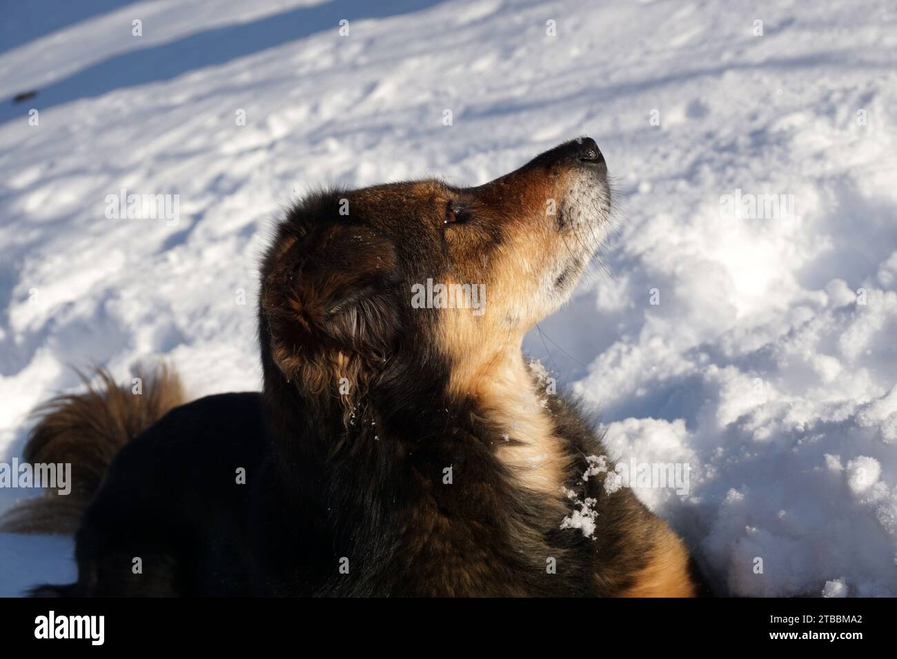 Der Hund liegt im Schnee und schaut auf Stockfoto