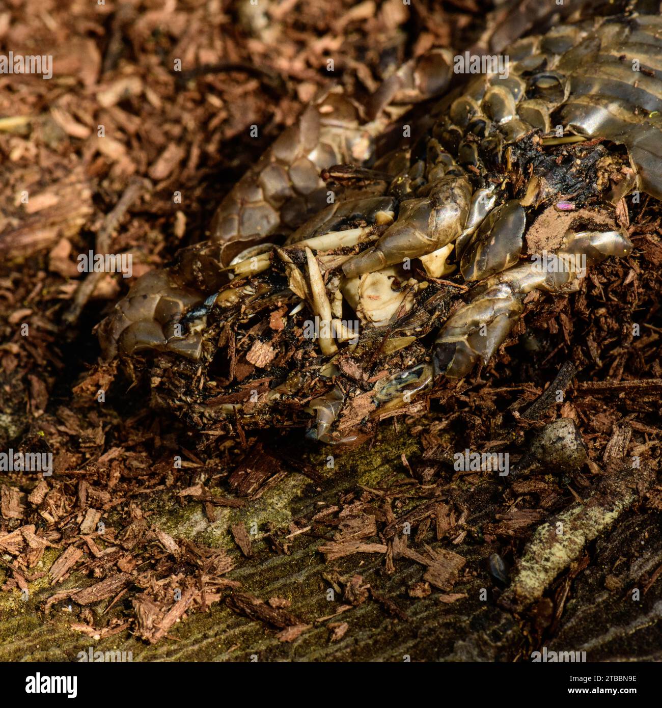 Gift Fang of Dead 1,2 m giftige Kupferkopfschlange Stockfoto