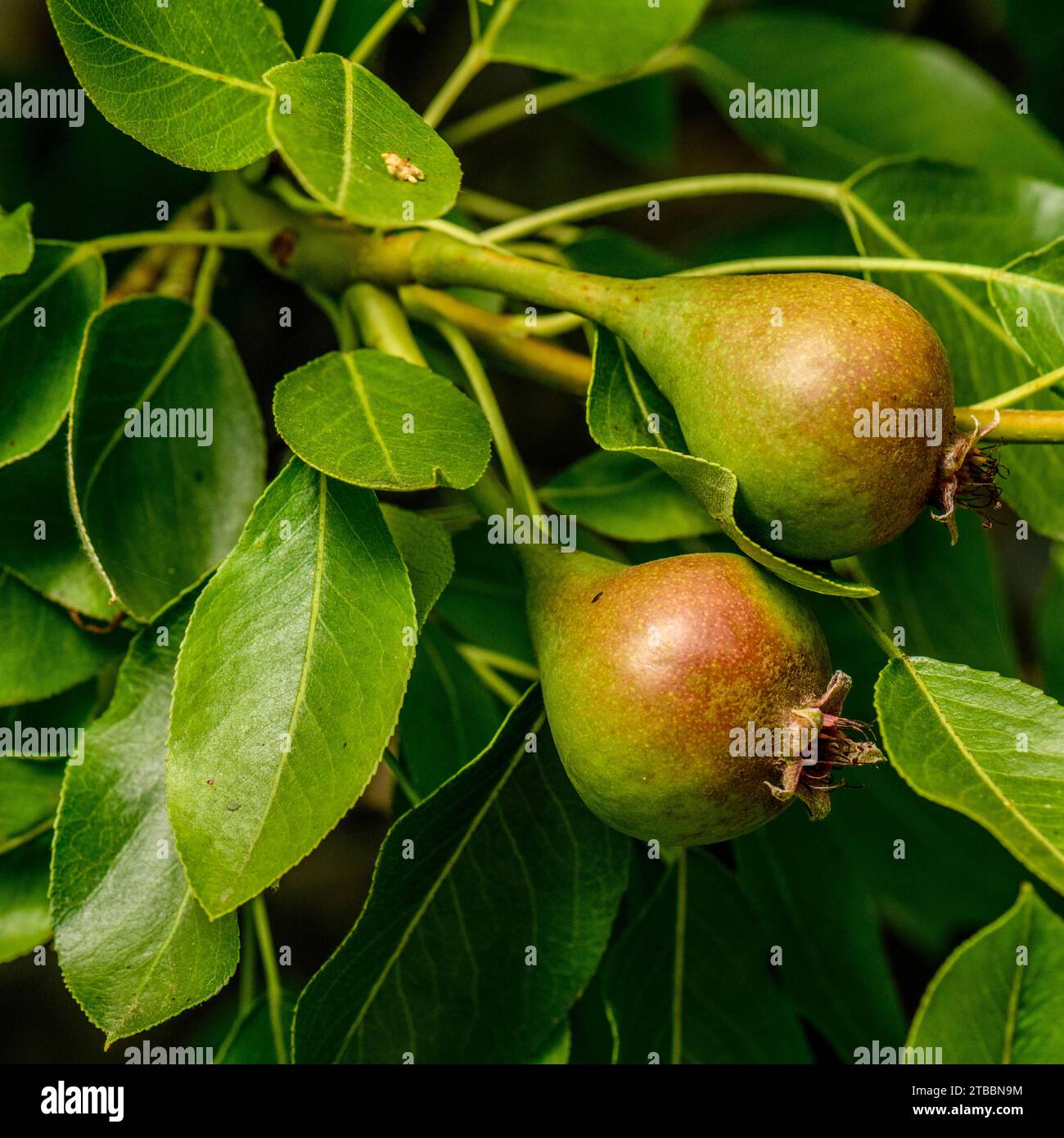 Birnen entwickeln sich im Frühjahr auf dem Baum Stockfoto