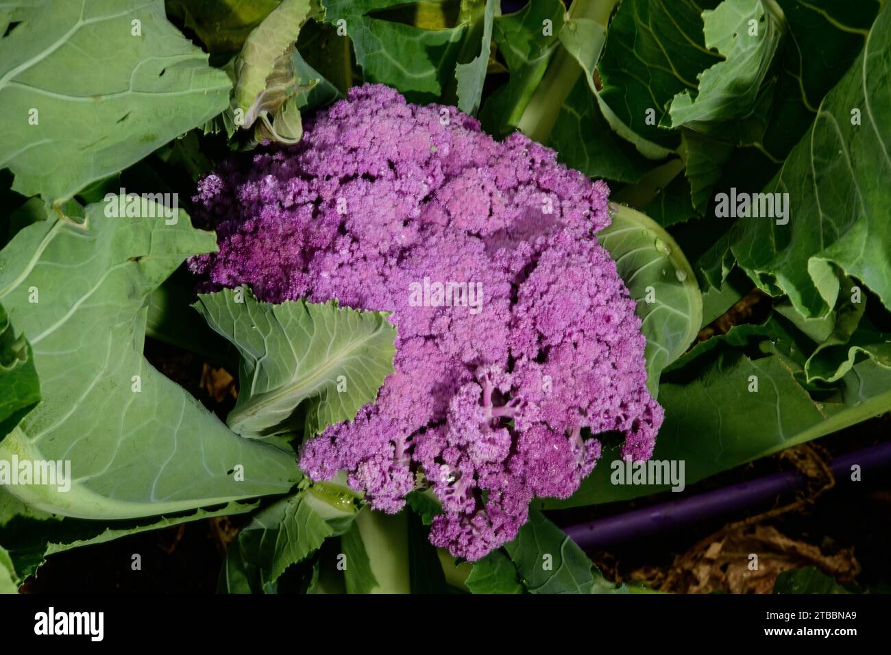 Roter Blumenkohl wächst im Küchengarten Stockfoto