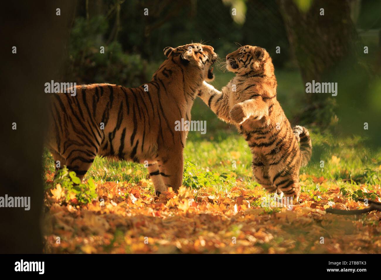 Ein Bündel von grenzenloser Energie, die BEZAUBERNDE Bilder aus Großbritannien zeigen, wie eine Tigermutter ihrem Sohn beibringt, sich zu verteidigen. Das sechsmonatige Junge kann man sehen, wie es eins gegen eins geht Stockfoto