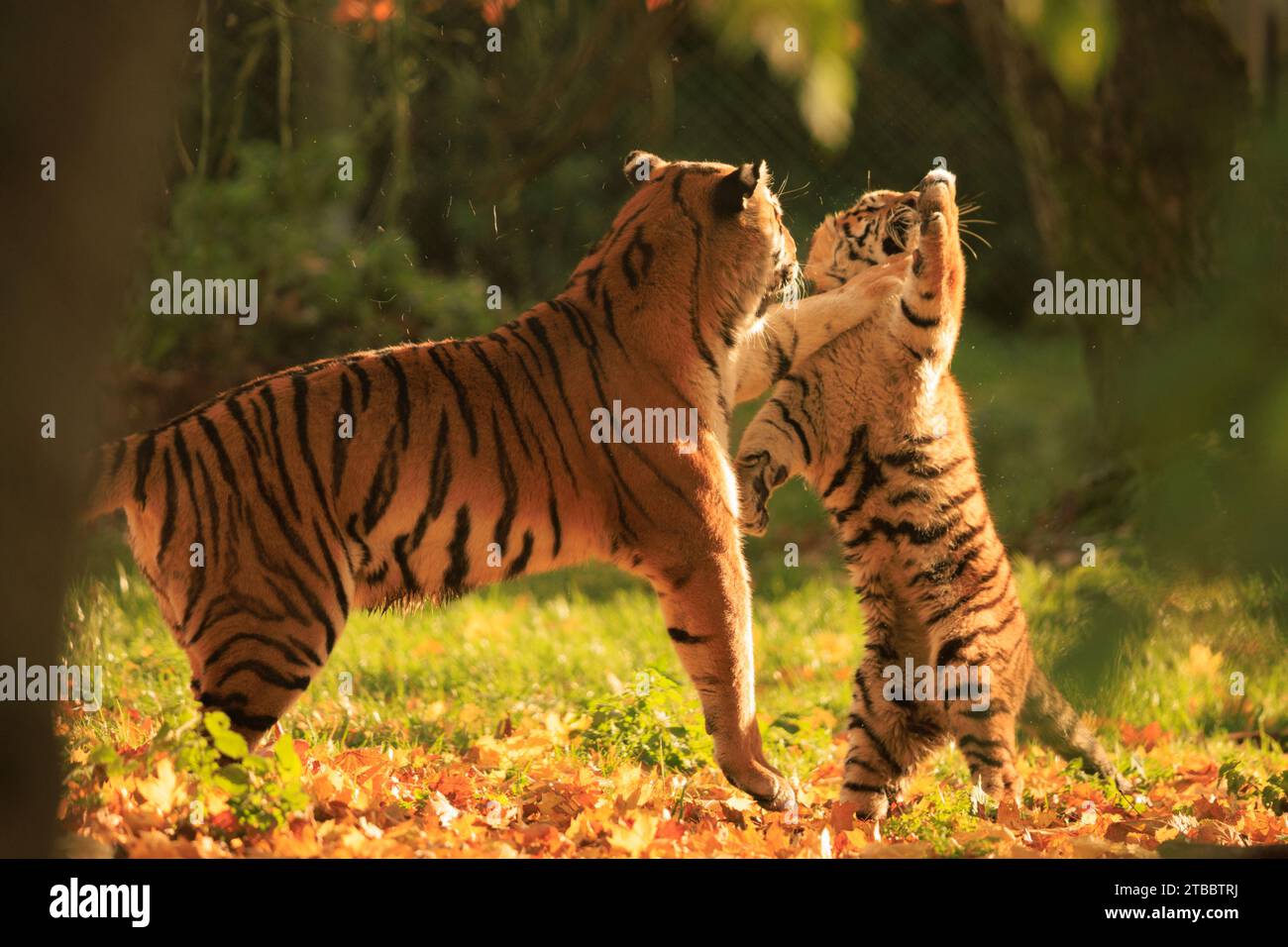 Energiegeladenes Tigerjunges mit Mama UK BEZAUBERNDE Bilder zeigen eine Tigermutter, die ihrem Sohn beibringt, sich zu verteidigen. Das sechsmonatige Jungtier kann man sehen, wie es eins geht Stockfoto