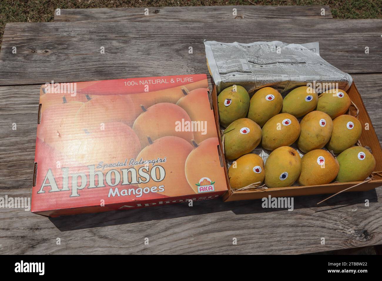 Alphanso Ratnagiri Mangos in einer Schachtel zum Verkaufen und Kaufen, Mangos Hintergrund Stockfoto