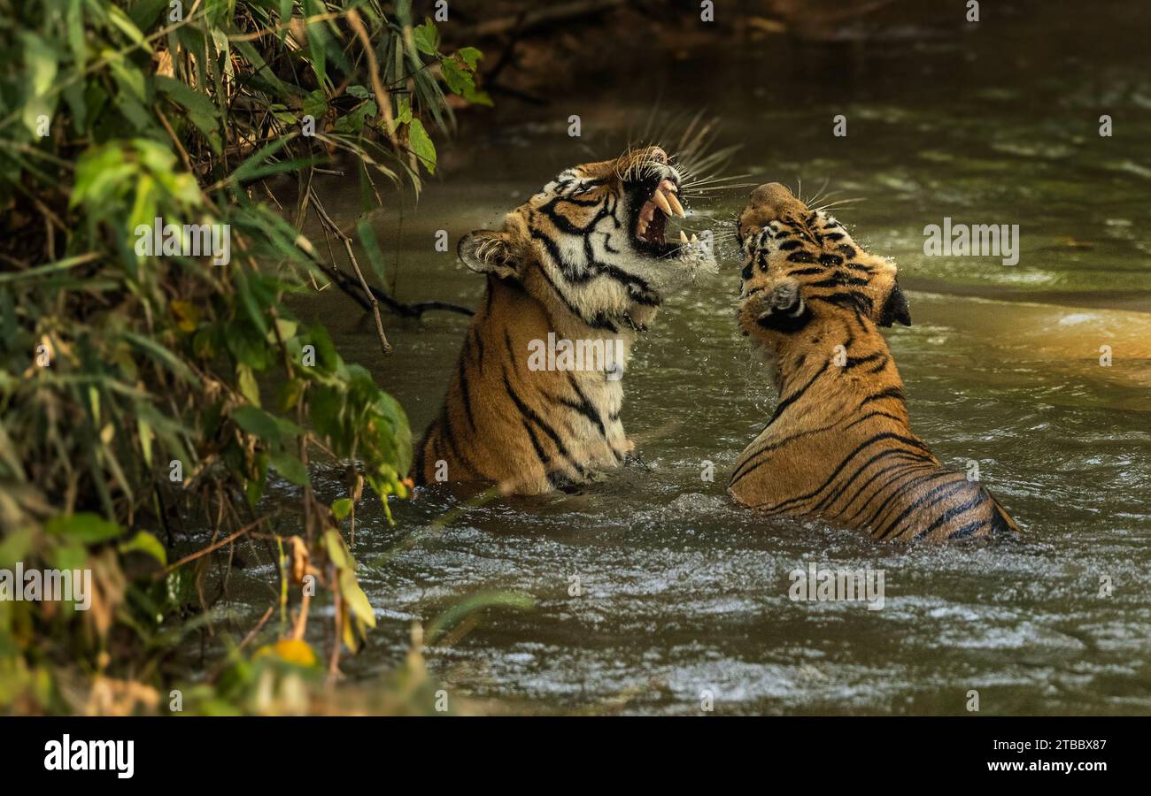 Tigerfamilie planscht im Wasser INDIEN NIEDLICHE Bilder zeigen zwei Tigerjungen, die mit ihrer Mutter in einem kleinen Flussufer der Tadoba Andhari Tiger Re Wellen machen Stockfoto