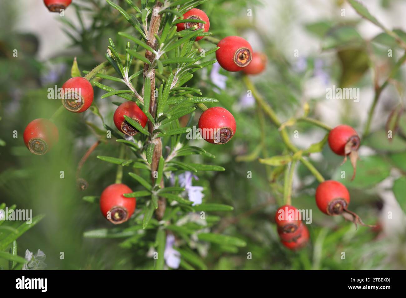 Schöne rote Rosenhüften im Kontrast zu den satten grünen Blättern eines Rosmarinbusches, Nahaufnahme Stockfoto