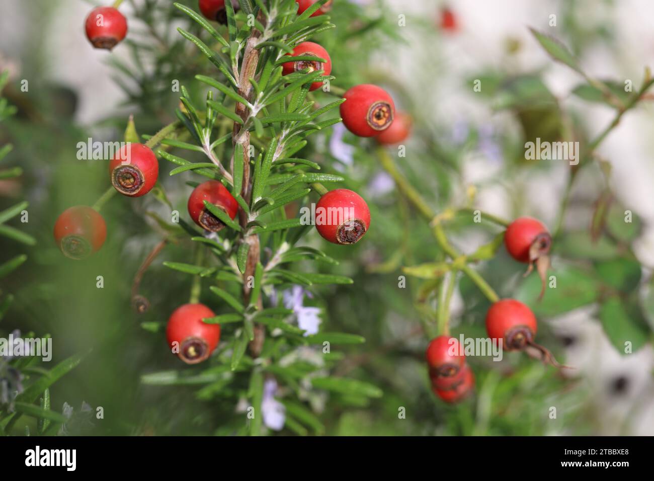 Schöne rote Rosenhüften zwischen satten grünen Blättern eines Rosmarinbusches, Nahaufnahme Stockfoto