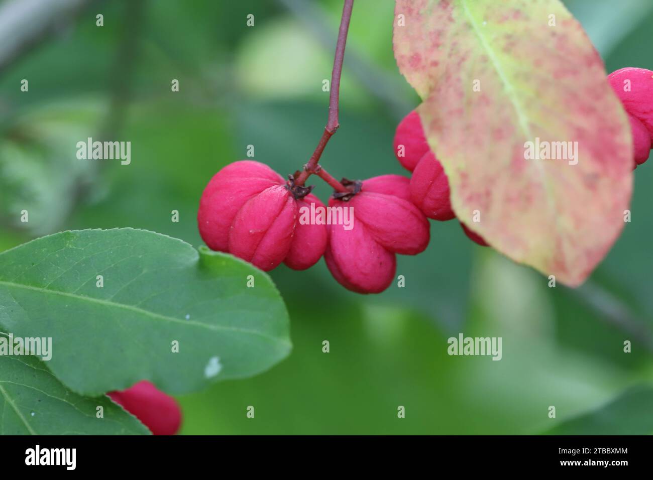Nahaufnahme von schönen rosa Kapselfrüchten eines Spindelstrauchs zwischen grünem und herbstlich verfärbtem Laub Stockfoto