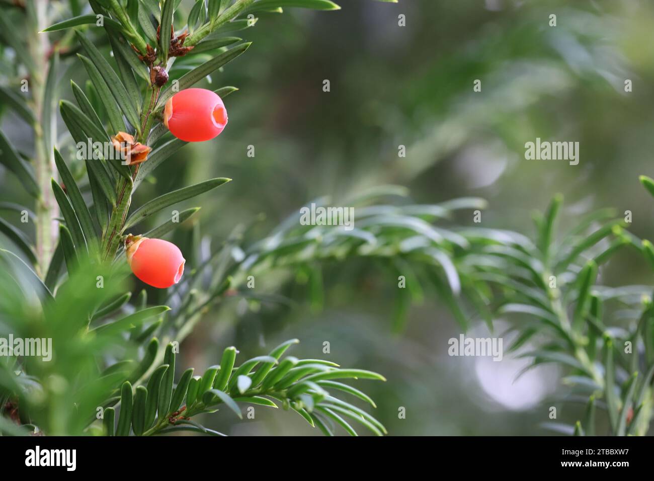 Nahaufnahme von zwei schönen roten Eibenfrüchten zwischen dunkelgrünen Blättern, Kopierraum, unscharfer Hintergrund Stockfoto