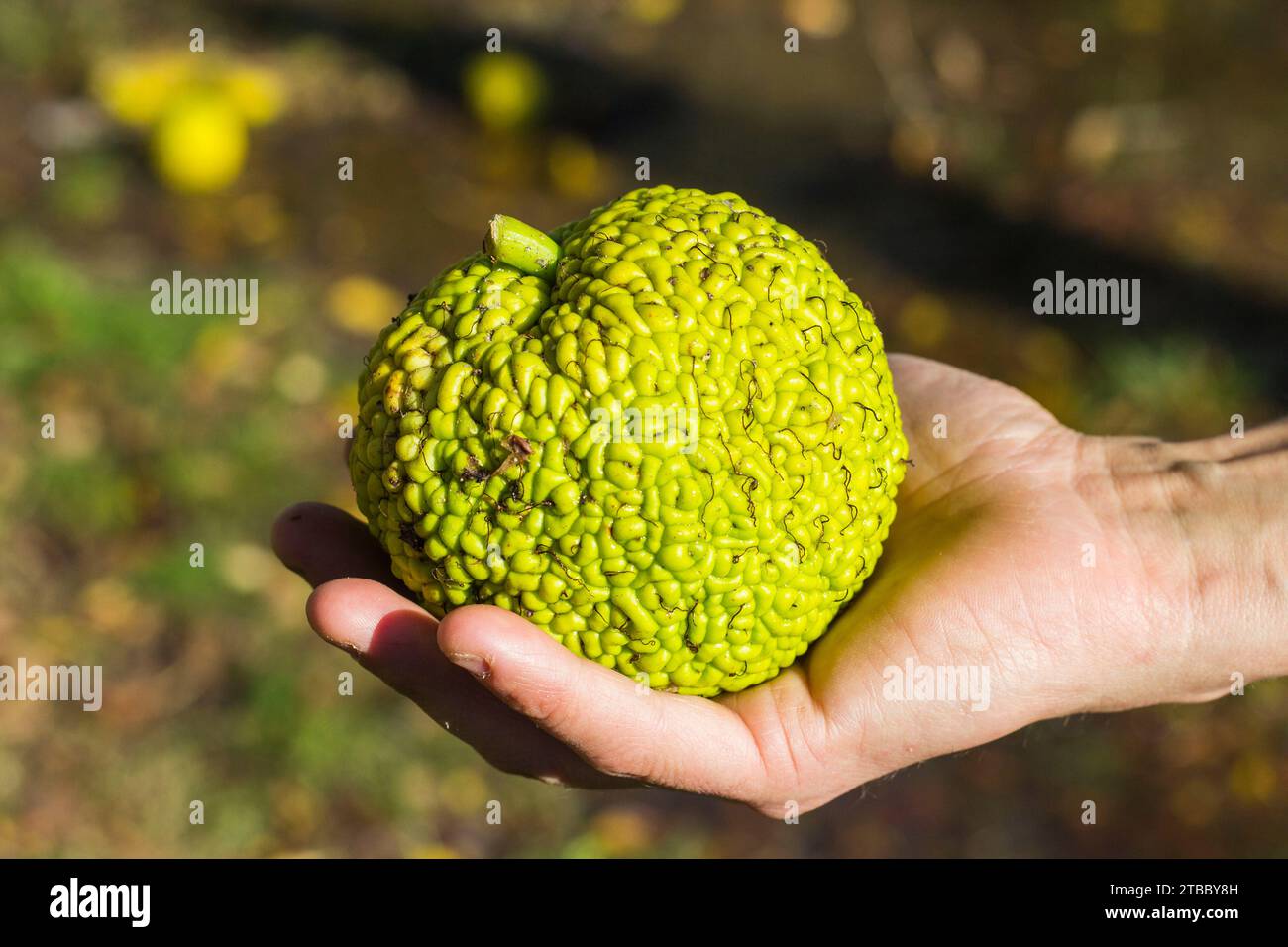 Maclura pomifera, auch bekannt als Osage Orange Stockfoto