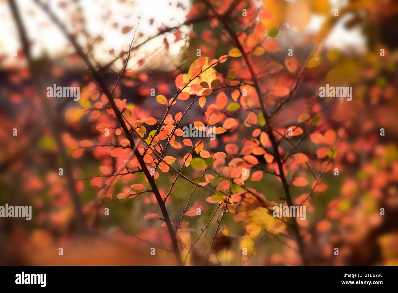 Zweige mit herbstbunten Blättern im Wald, Westwälder Naturpark bei Augsburg, Schwaben, Bayern, Deutschland, Europa Stockfoto