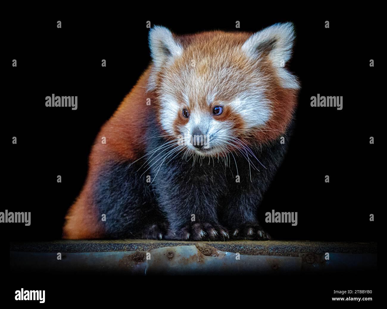 Der rote Panda in seinem Lebensraum BLACKPOOL ZOO, ENGLAND ENTZÜCKENDE BILDER eines roten Pandas, aufgenommen am 25. November 2023, der in prekärer Weise an einem Baumzweig greift Stockfoto