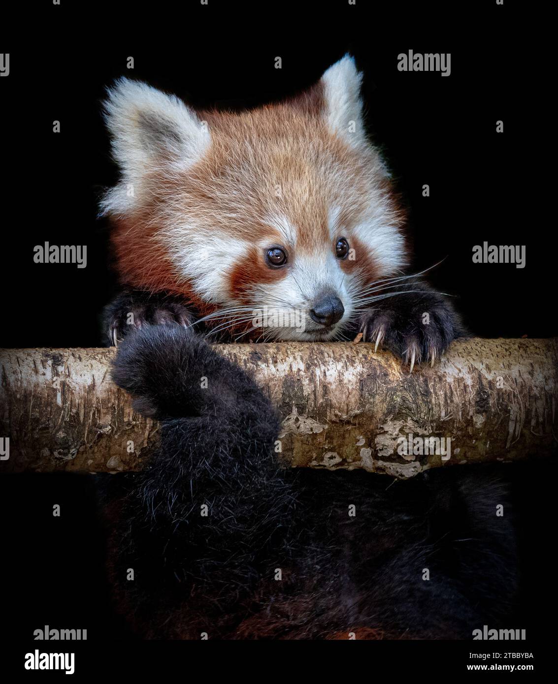 Der rote Panda rutscht auf der Zweigstelle BLACKPOOL ZOO, ENGLAND HINREISSENDE BILDER eines roten Panda, aufgenommen am 25. November 2023, der unsicher an einem Baum greift Stockfoto