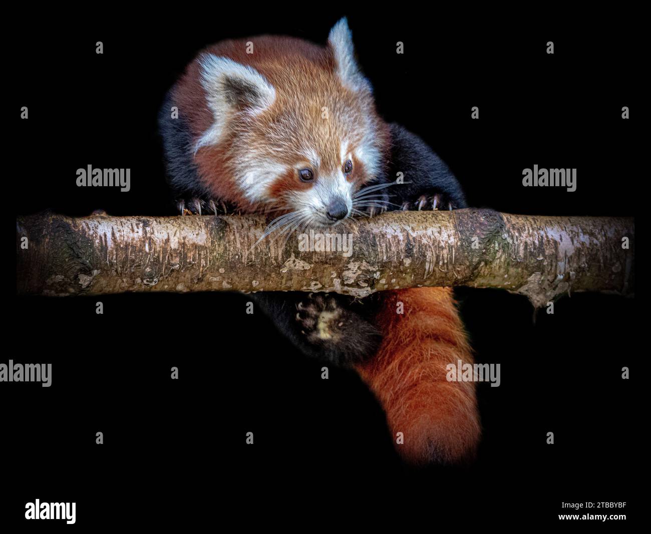 Der Panda Slips BLACKPOOL ZOO, ENGLAND ENTZÜCKENDE BILDER eines roten Pandas, aufgenommen am 25. November 2023, der in prekärer Weise an einem Baumzweig greift, wurden c Stockfoto