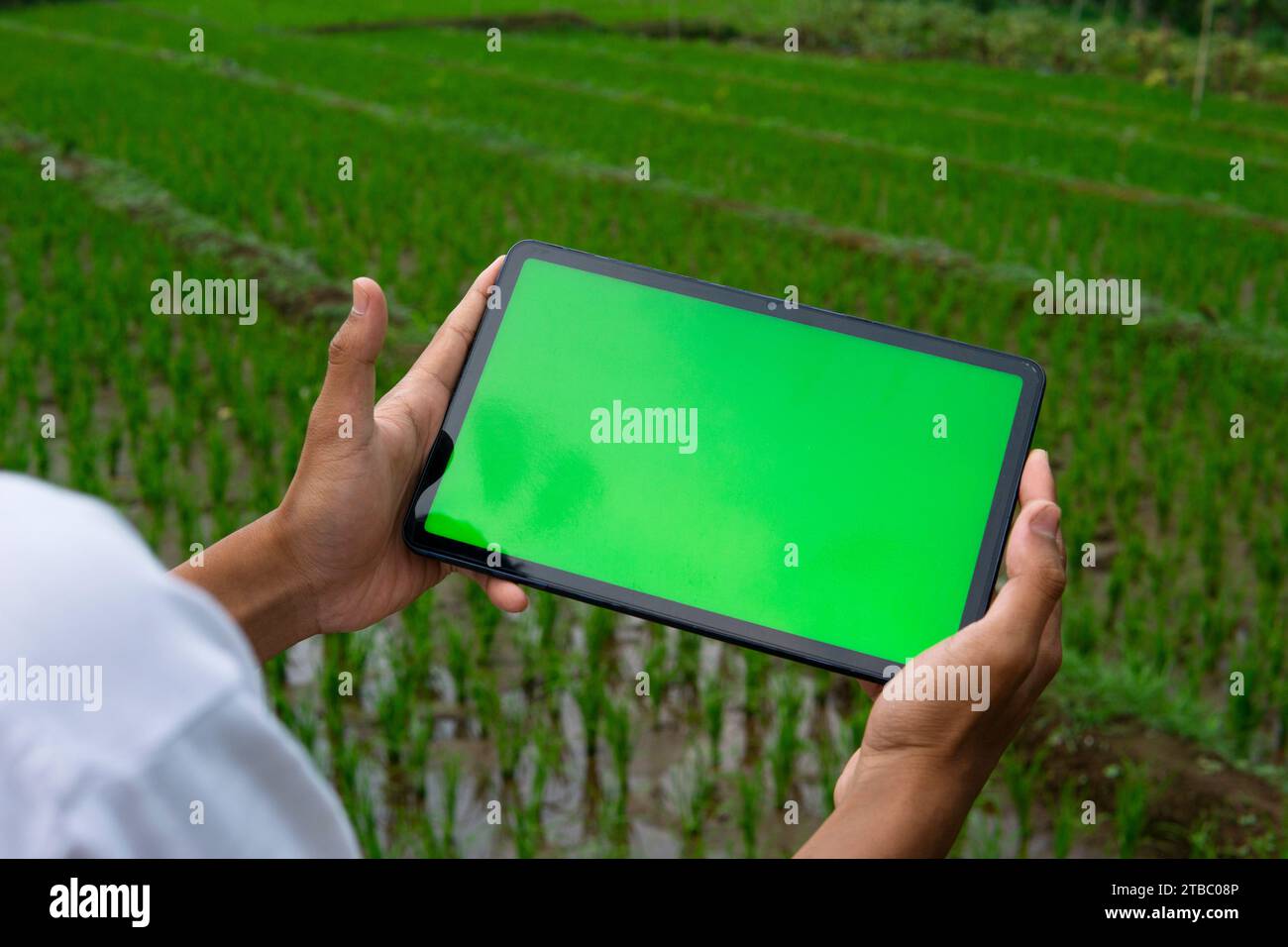 Nahaufnahme eines Mannes, der ein digitales Tablet mit grünem Bildschirm im Reisfeld hält. chroma Key Screen Konzept für Modelldesign Stockfoto
