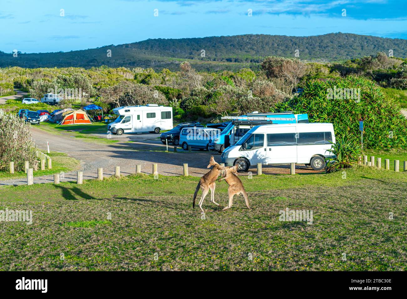 Zwei junge männliche Ostgraue Kängurus spielen auf Gras mit Parkplatz und Campern im Hintergrund, Yuraygir National Park, NSW Australien Stockfoto