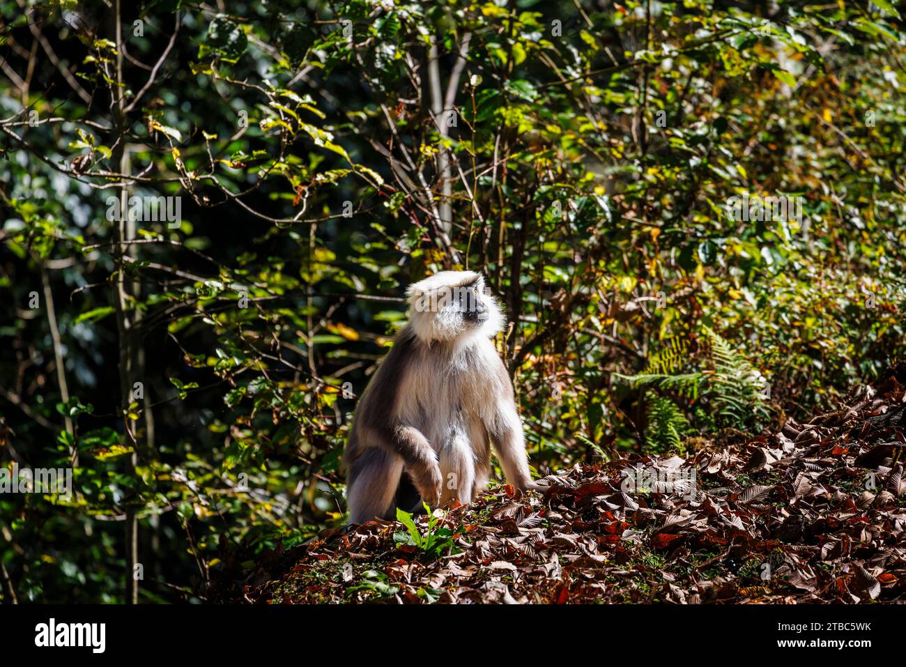 Grau-Langur-Affe (Semnopithecus entellus), Unterart Hanuman oder Nepal Gray langur (Semnopithecus schistaceus), Bezirk Wangdue Phodrang, Bhutan Stockfoto