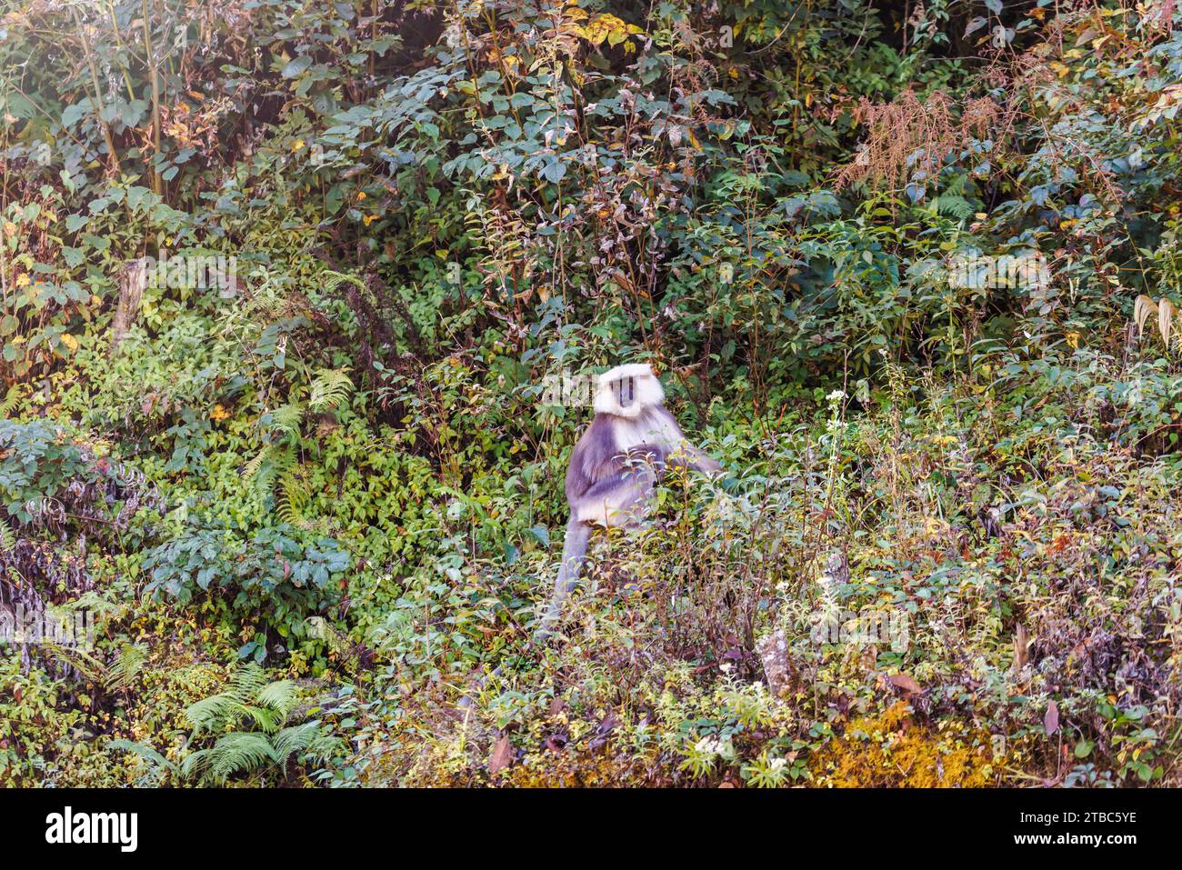 Grau-Langur-Affe (Semnopithecus entellus), Unterart Hanuman oder Nepal Gray langur (Semnopithecus schistaceus), Bezirk Wangdue Phodrang, Bhutan Stockfoto