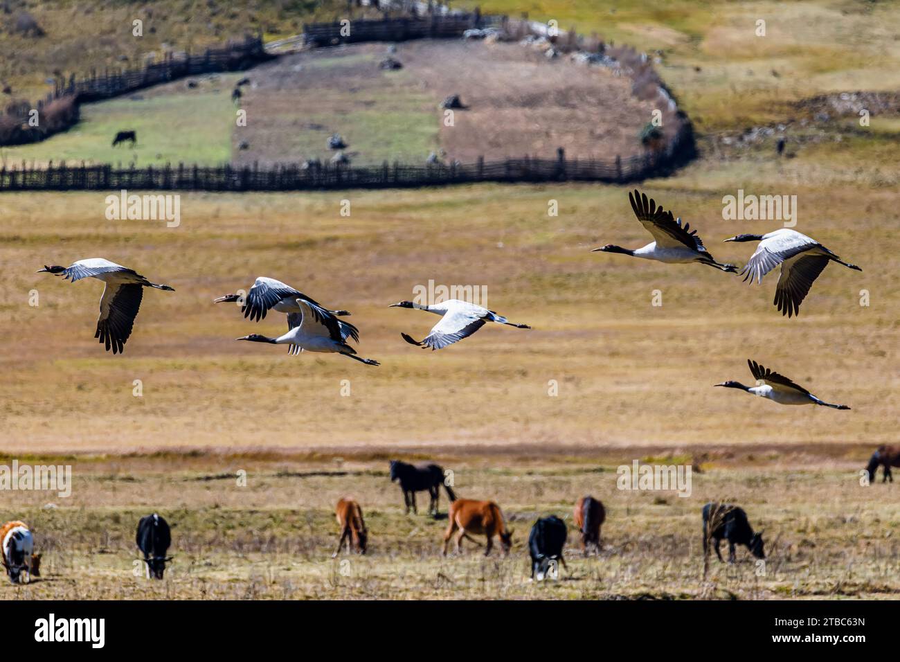 Schwarzhalskrane (Grus nigricollis) im Flug im Phobjikha-Tal im Bezirk Wangdue Phodrang im Zentrum von Bhutan Stockfoto