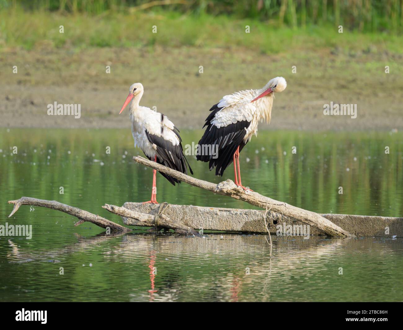 Zwei Weißstörche stehen auf einem Stück Holz, sonniger Herbsttag in Niederösterreich Stockfoto
