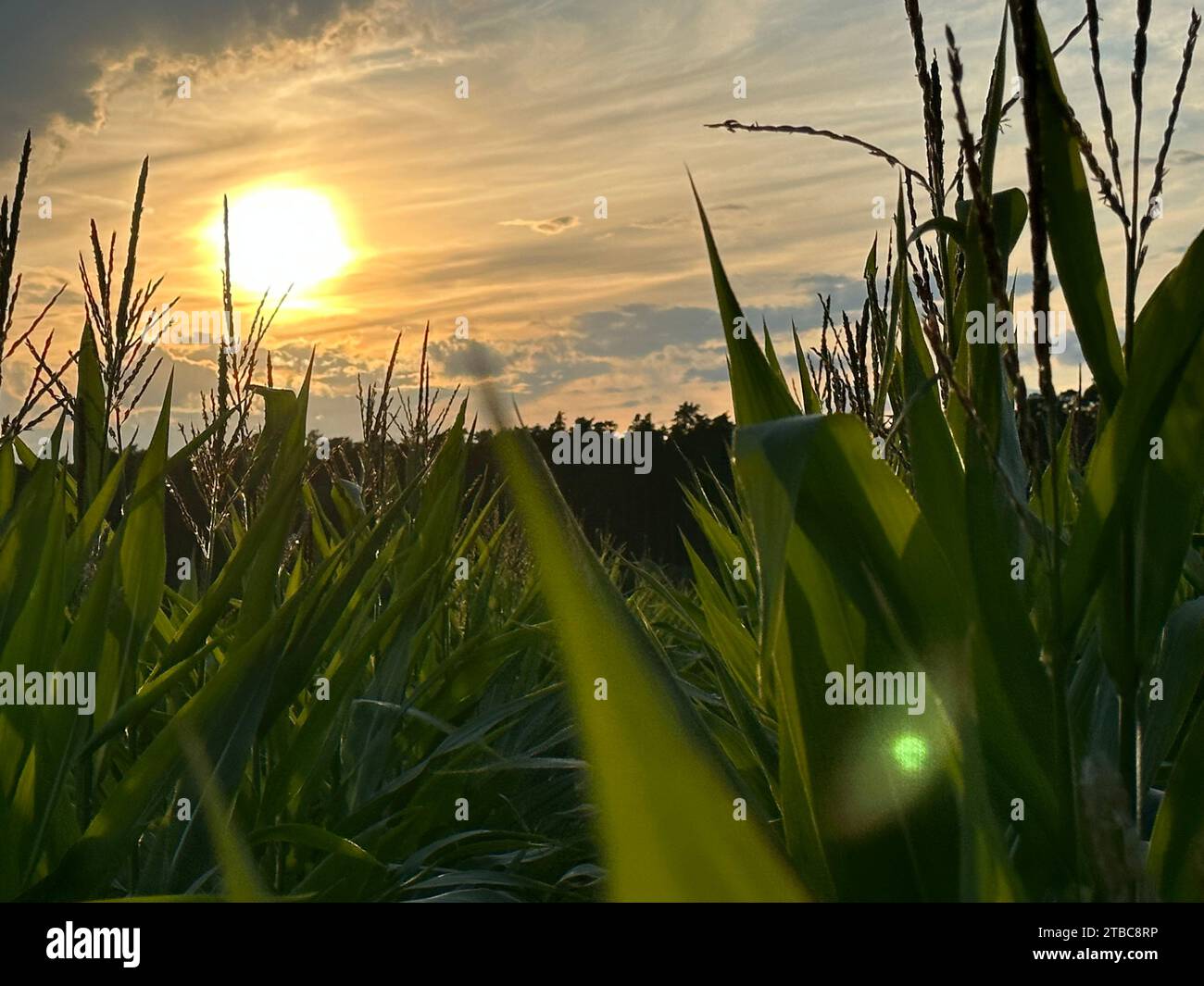 Vorne ist ein gefangenes Gras und im Hintergrund scheint die aufgehende Morgensonne durch das Gras Stockfoto