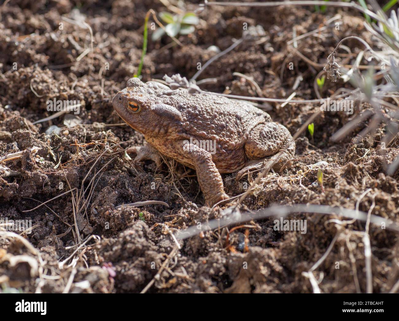 GEMEINSAMEN Kröte Bufo Bufo Stockfoto