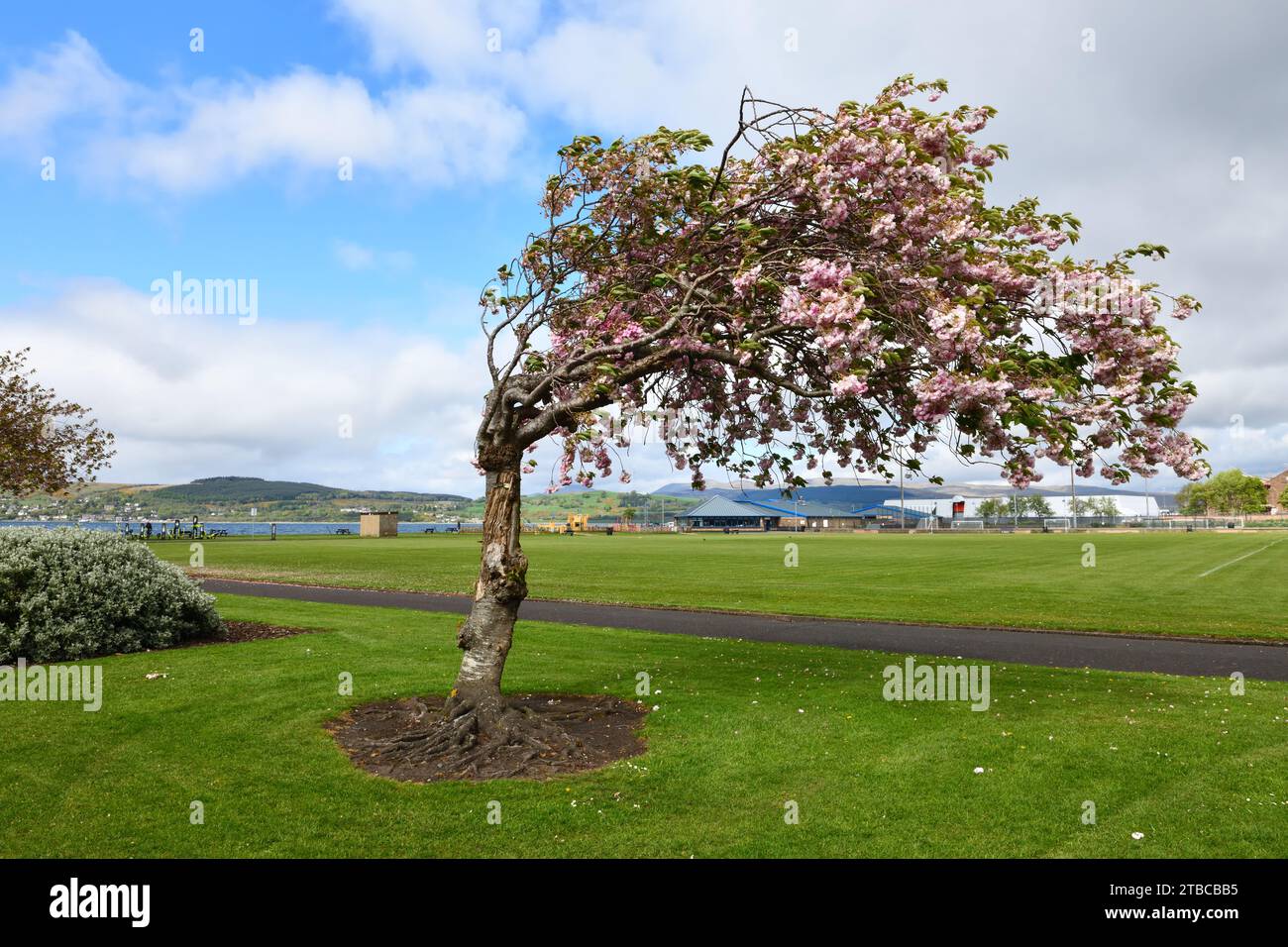 Ein blühender Kirschbaum, geformt von starken Küstenwinden. Stockfoto