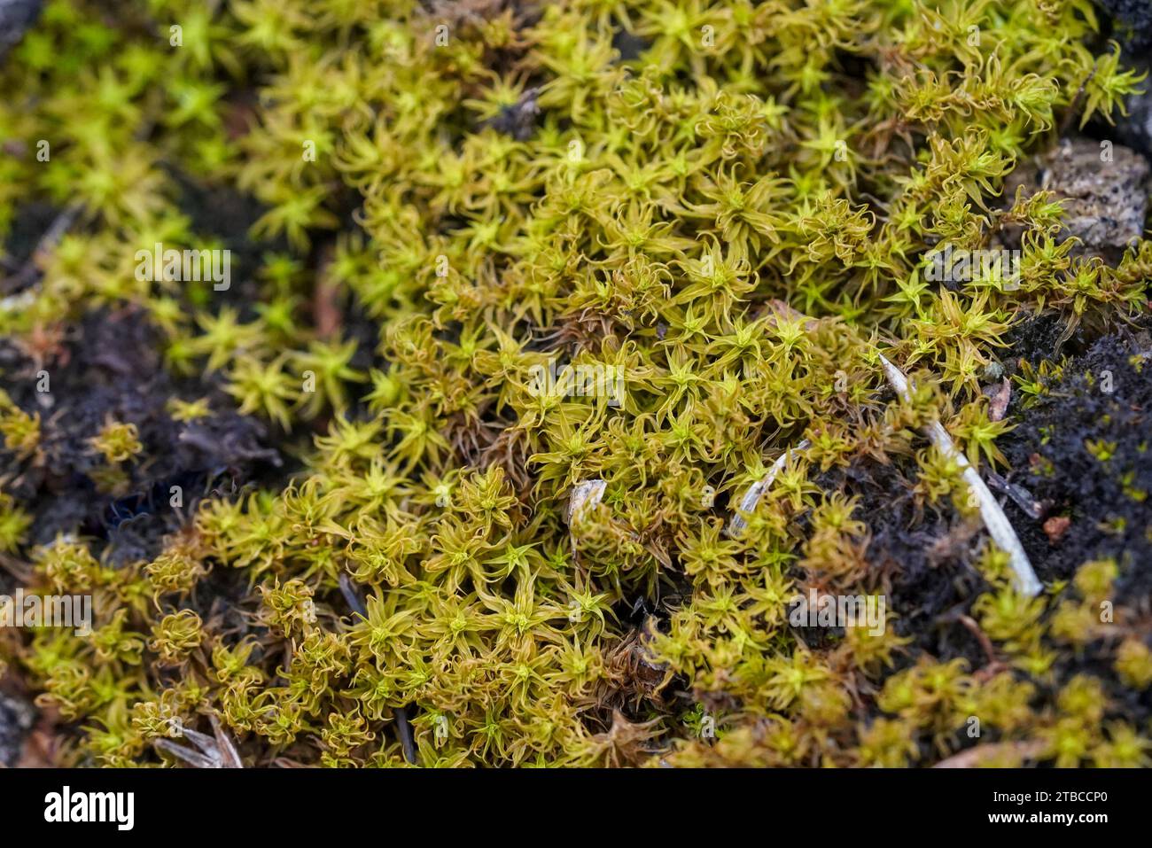 Haircap Moss Cover Ground, Spanien. Stockfoto