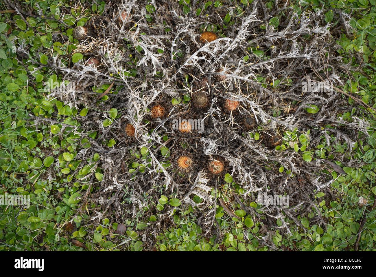 Carlina gummifera, stemless Ataractylis Blüten, tote Blüten, Kieferndistel, bedeckender Boden, Andalusien, Spanien. Stockfoto
