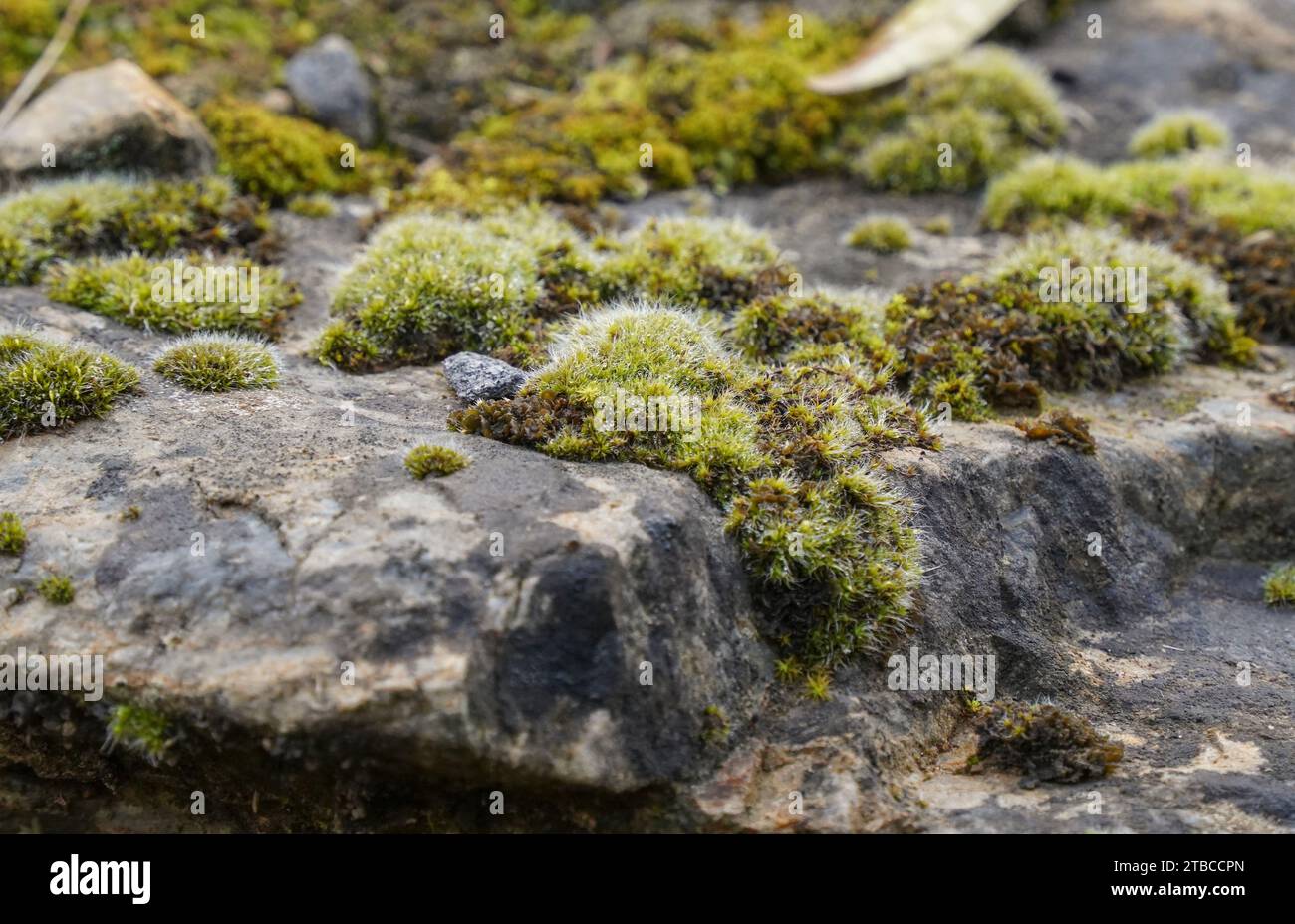 Moos wächst auf Felsen. Stockfoto
