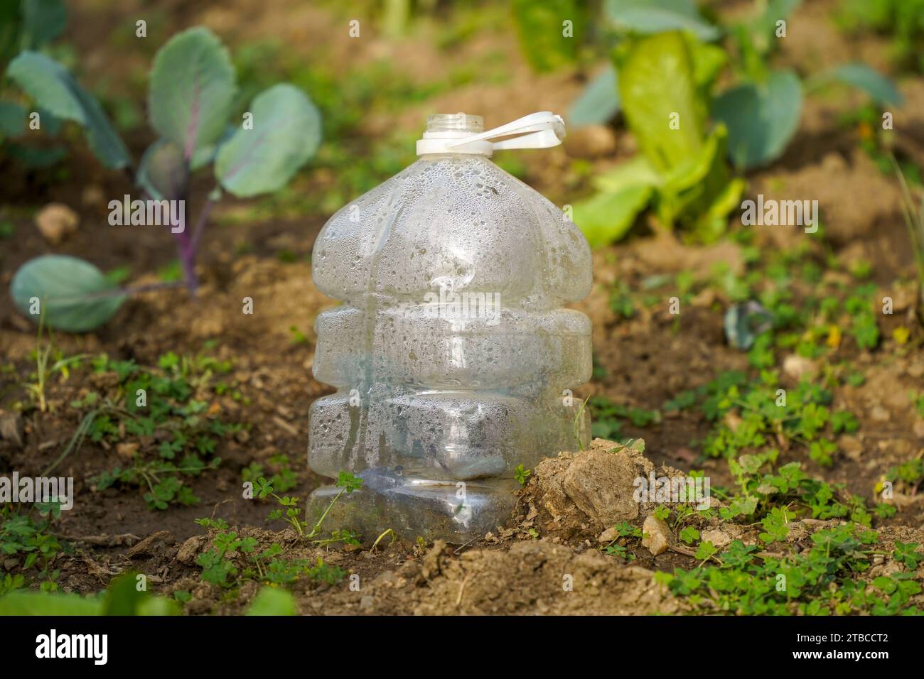 Kohl im Boden im Gemüsegarten, mit Plastikflasche zum Schutz. Spanien. Stockfoto