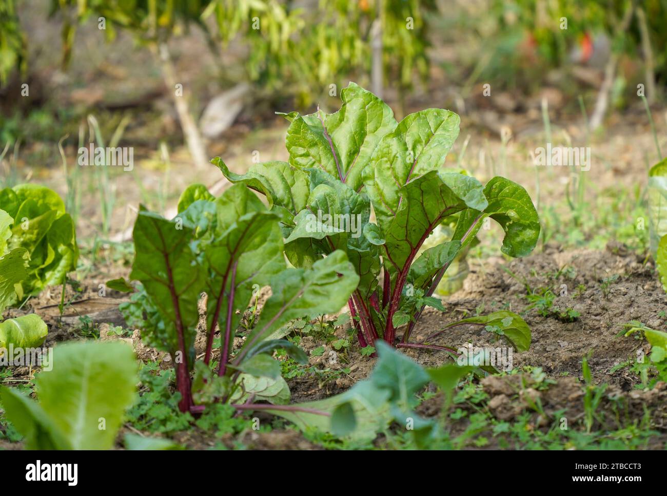 Mangold im Gemüsegarten, Spanien wächst. Stockfoto