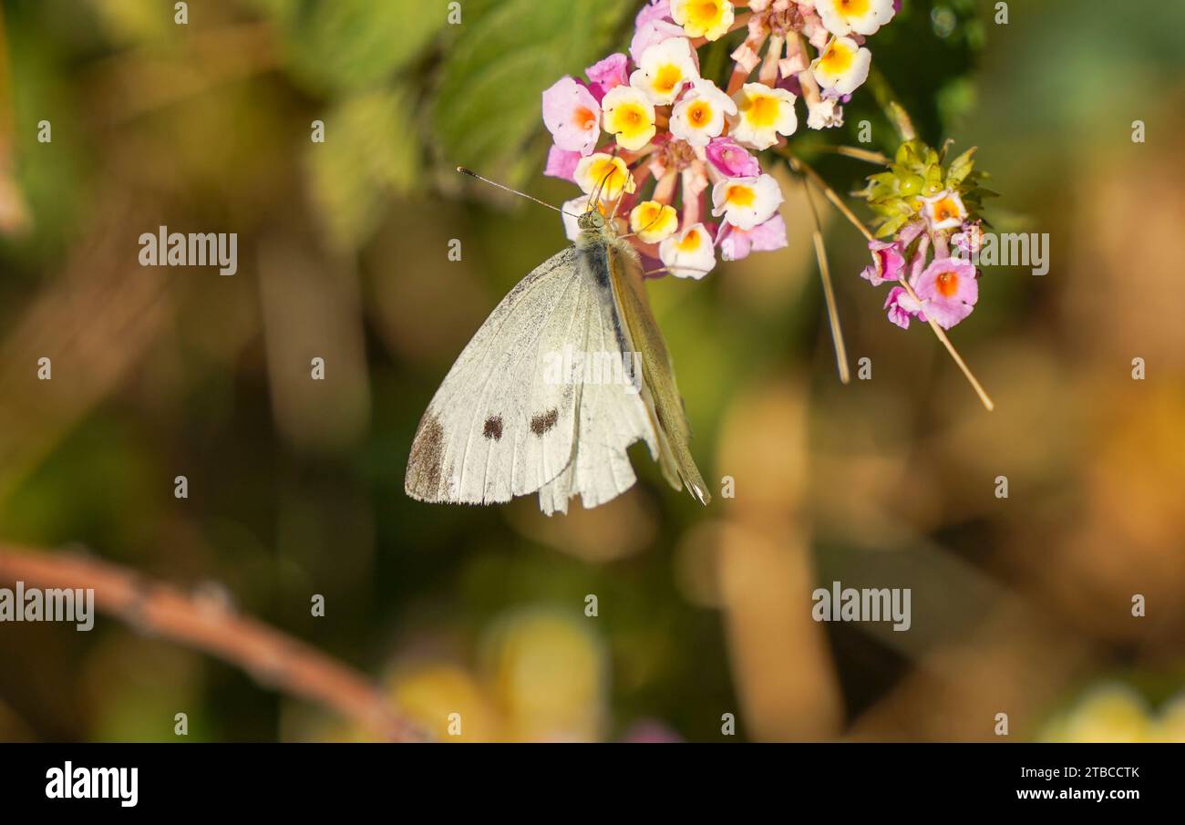 Kohl weiß, Piers rapae, kleiner weißer Schmetterling, der sich von Lantana ernährt. Spanien. Stockfoto