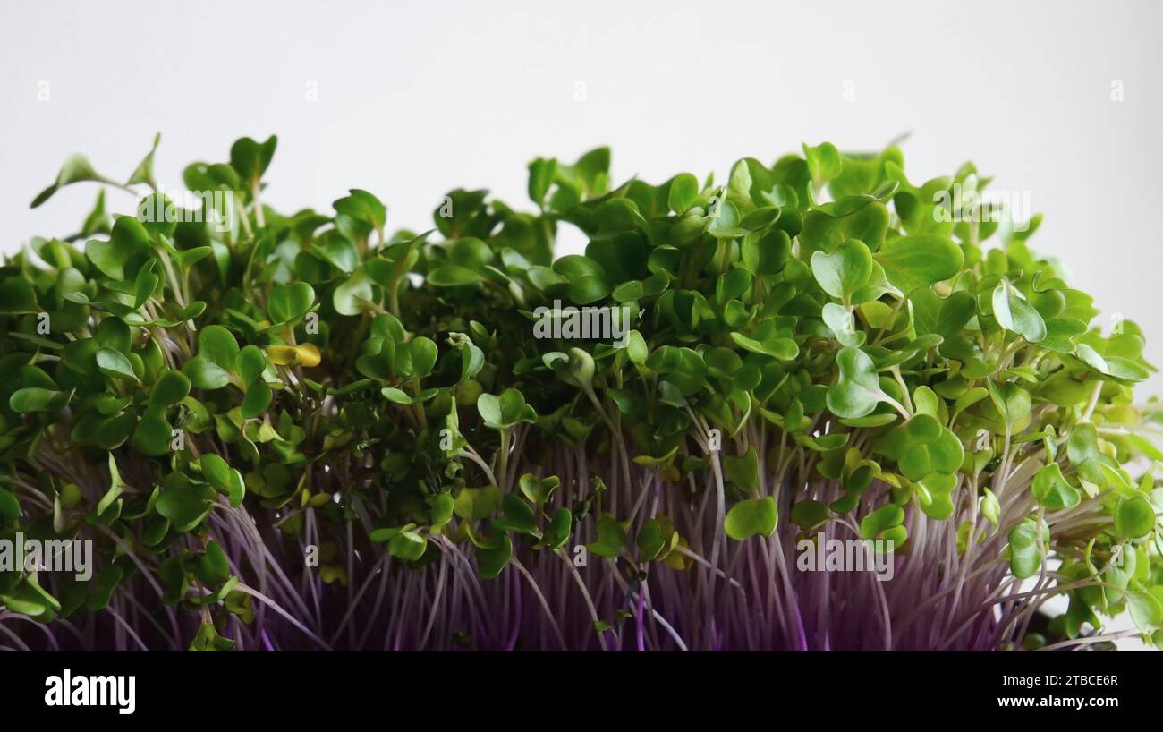 Seitenansicht Des Wachsenden Kohlrabi Microgreens Bündels Detailliertes Stockfoto Stockfoto