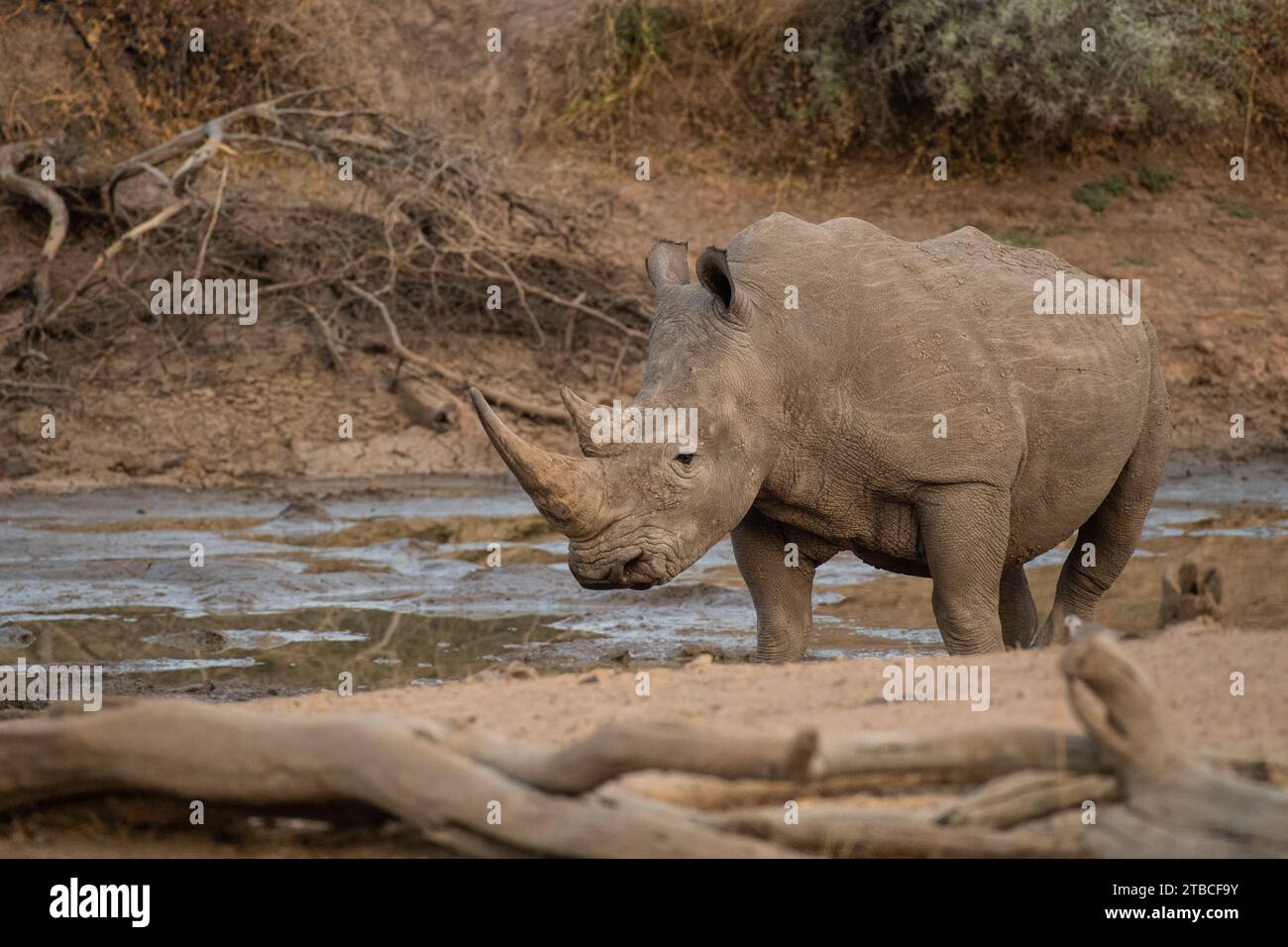 Weißes Nashorn, Ceratotherium simum, Rhinocerontidae, weißes Nashorn, Ceratotherium simum, Rhinocerotidae, Mount Etjo Schutzgebiet, Namibia, Afrika Stockfoto