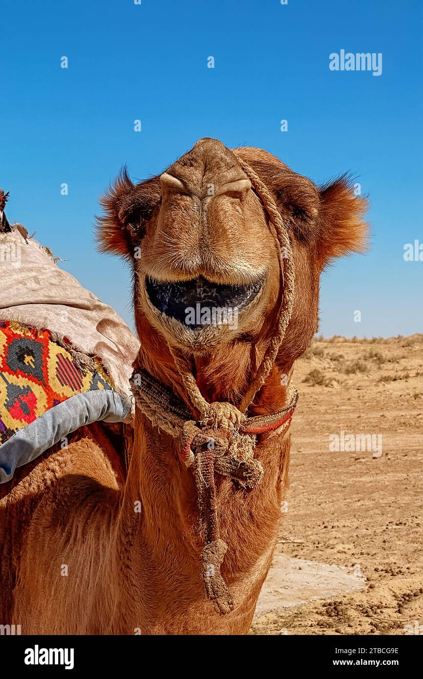 Nahaufnahme eines Dromedarkamels in der Wüste, Kyzylkum-Wüste, usbekistan Stockfoto