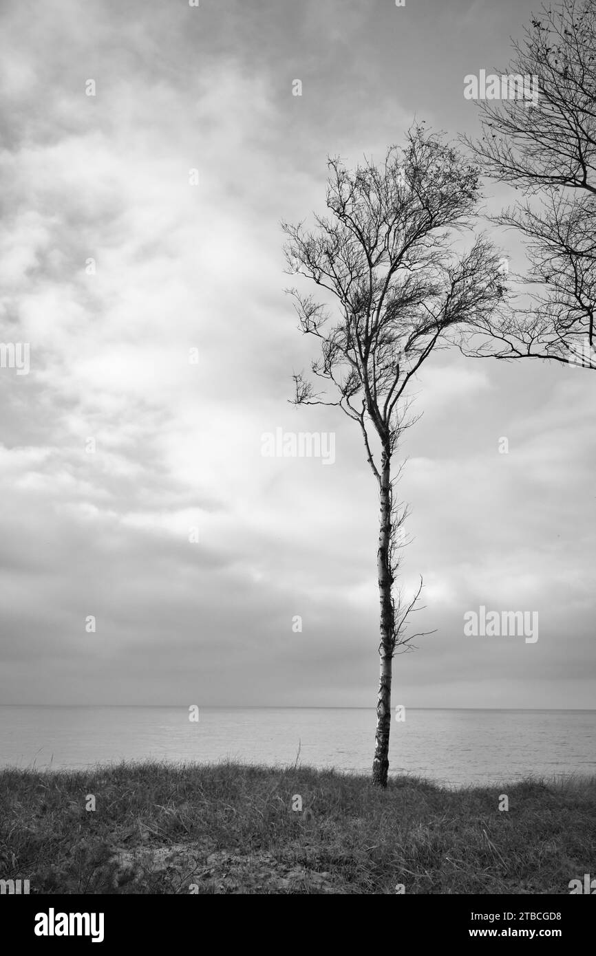 Einzelner Baum frei dargestellt an der Ostseeküste in Schwarz-weiß. Groyne Übergang zum Meer. Die Natur hat auf den Ozean geschossen Stockfoto