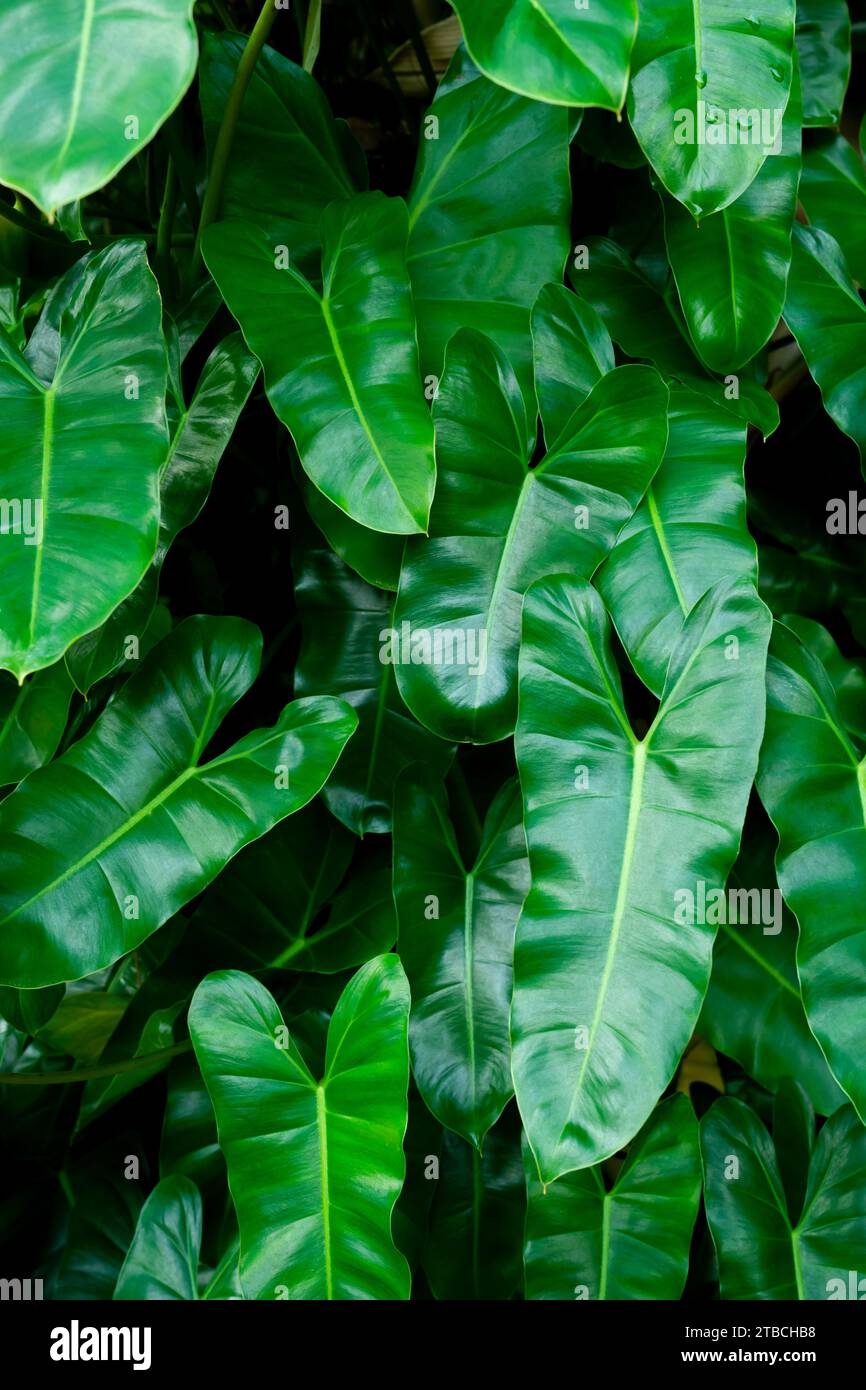 Grüne Philodendron-Blätter, Dekoration. Dunkler Ton. Stockfoto