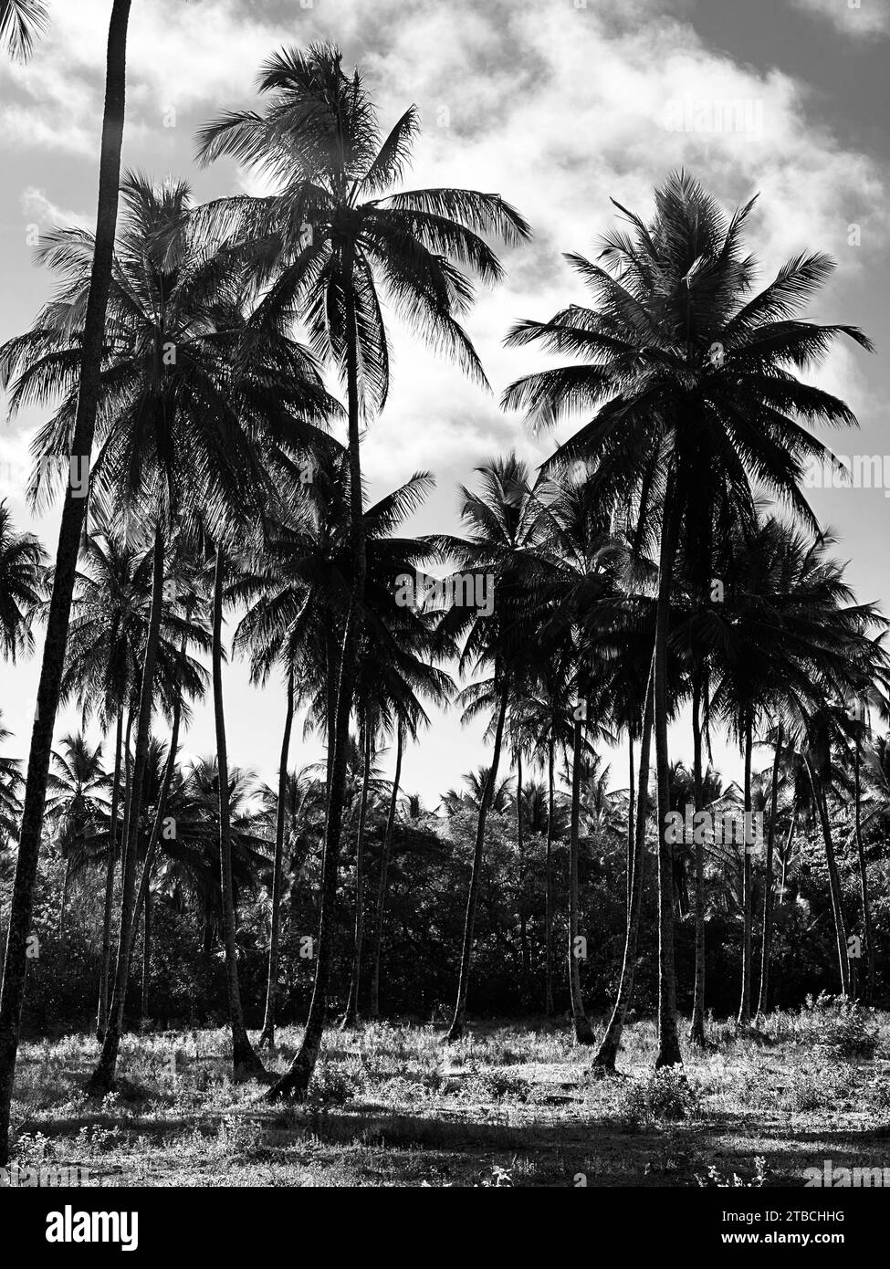 Schwarz-weißer Palmenhain! Paradiesische Strände Stockfoto